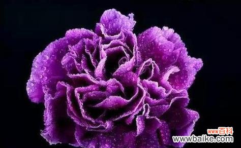 紫色花语0035是什么意思?紫色花语0035代表什么?