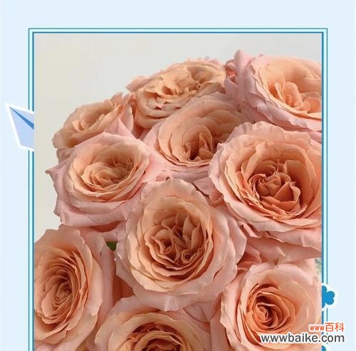 粉色玫瑰花语是什么?粉色玫瑰代表什么?