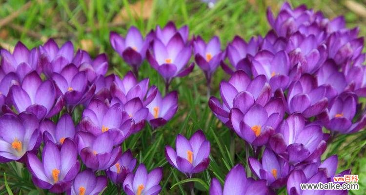 紫色的花代表什么美好寓意？