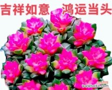 哪种花象征招财富贵？招财富贵花的寓意是什么？