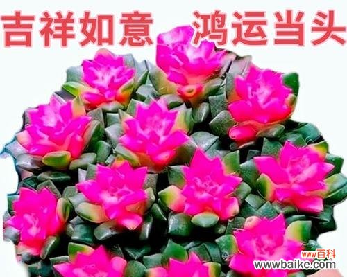 哪种花象征招财富贵?招财富贵花的寓意是什么?