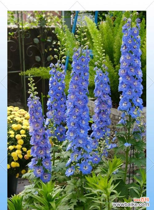 白色飞燕花象征着什么？