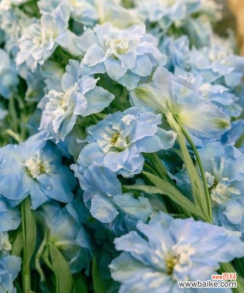 白色飞燕花象征着什么？