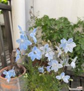 白色飞燕花象征着什么？