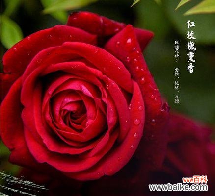 象征爱情的熏香是什么花?哪种花最能代表爱情?