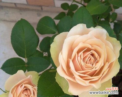 象征爱情的熏香是什么花?哪种花最能代表爱情?