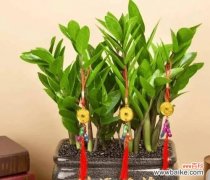 寓意好的绿色的花有哪些推荐？