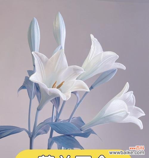 冬天有哪些花象征爱情？冬季花卉的浪漫寓意是什么？