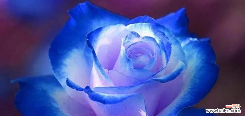 冬天有哪些花象征爱情？冬季花卉的浪漫寓意是什么？