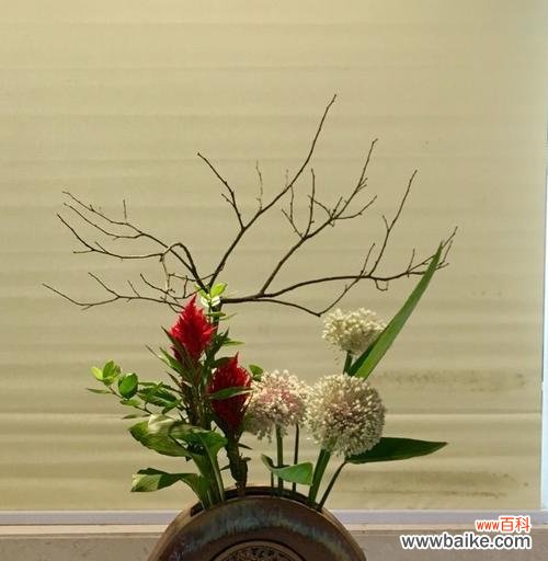 节节高盘花有何寓意？如何用节节高盘花表达祝福？