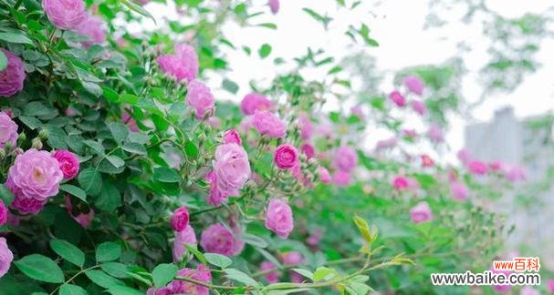 绿色蔷薇花象征着什么?