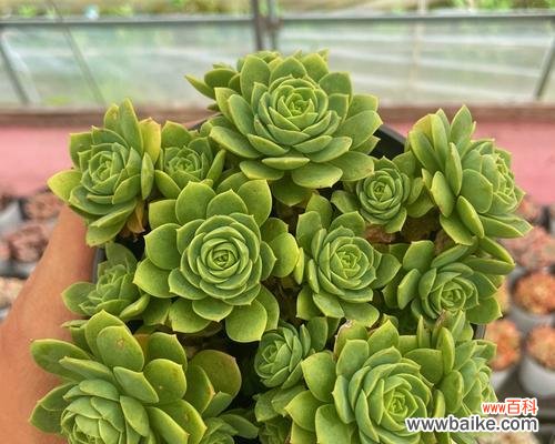 绿色蔷薇花象征着什么?