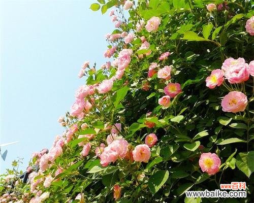 绿色蔷薇花象征着什么?