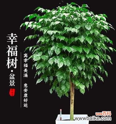 客厅盆栽寓意爱情的花有哪些？黑色曼陀罗花的寓意又是什么？