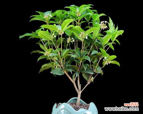 客厅盆栽寓意爱情的花有哪些？黑色曼陀罗花的寓意又是什么？