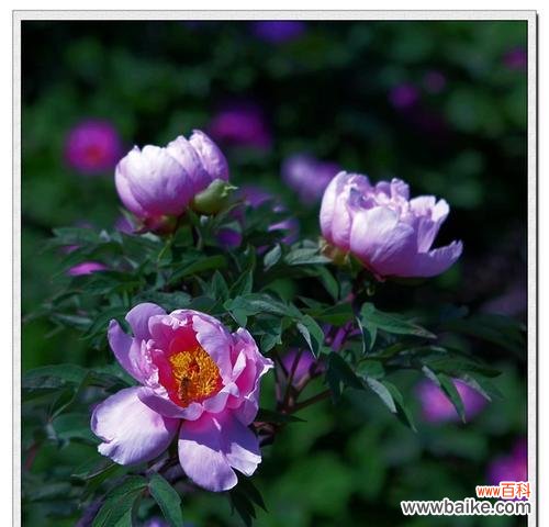 哪种花象征富贵与吉祥?富贵与吉祥的花有哪些?