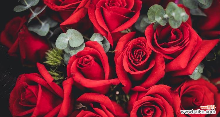 玫瑰花的文化意义是什么?它们的寓意有哪些?