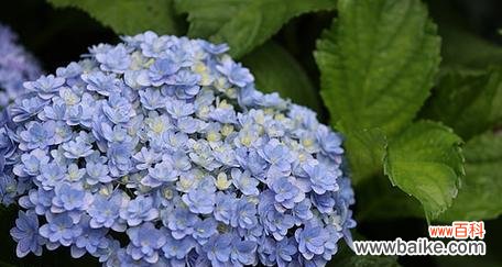 碧蓝色的花寓意着什么？蓝色花朵有哪些特别含义？