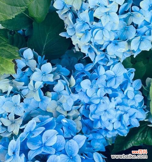 碧蓝色的花寓意着什么？蓝色花朵有哪些特别含义？