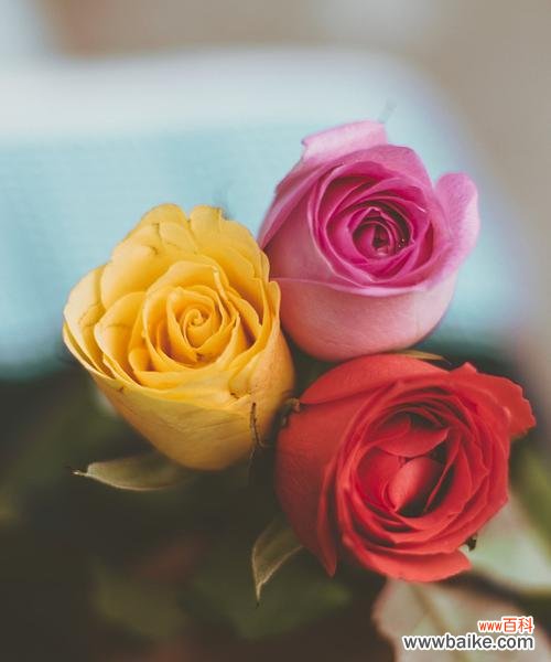 一束花三种色调代表什么含义？