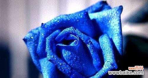 深入解读蓝色妖姬花的象征意义与神秘力量 蓝色妖姬花语大全——美丽的花朵传递的含义