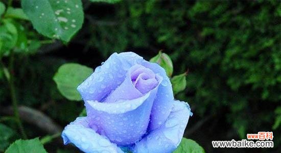 深入解读蓝色妖姬花的象征意义与神秘力量 蓝色妖姬花语大全——美丽的花朵传递的含义