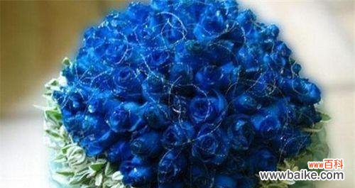 探寻蓝色妖姬的花语 蓝色妖姬花语