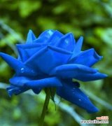 揭秘蓝色妖姬的神秘花语 蓝色妖姬花语与美丽的传说