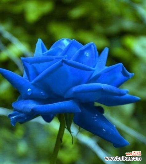 揭秘蓝色妖姬的神秘花语 蓝色妖姬花语与美丽的传说