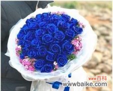 揭秘蓝色妖姬的花语与传说背后的故事 蓝色妖姬的神秘花语及由来