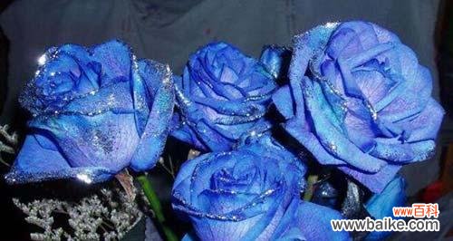 探寻蓝色妖姬花的神秘与魅力 蓝色妖姬花的美丽与象征意义