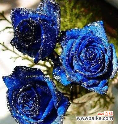 探寻蓝色妖姬花的神秘与魅力 蓝色妖姬花的美丽与象征意义