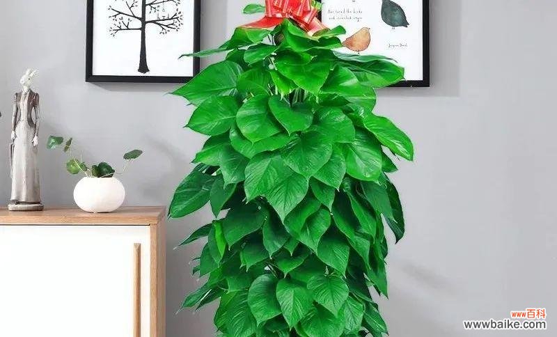 为家居引入好运的秘密武器 大叶绿萝的风水寓意与摆放位置