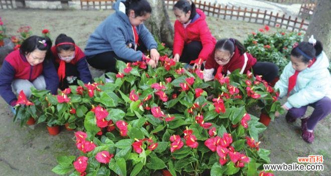 以代表党的花为主题 党的花