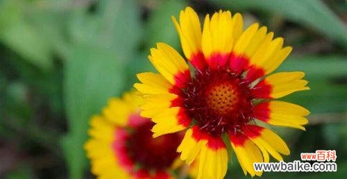 以代表党的花为主题 党的花