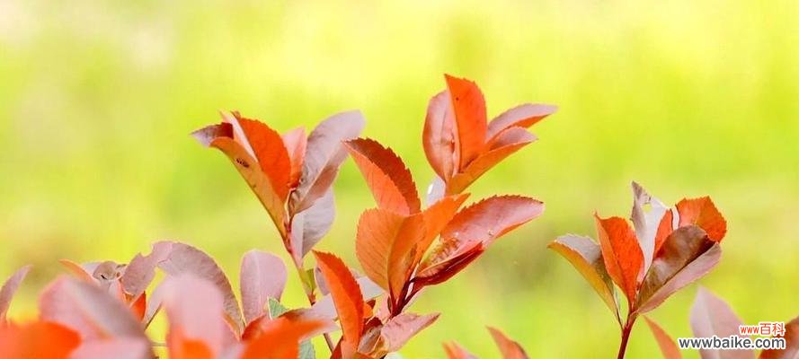 以代表党的花为主题 党的花