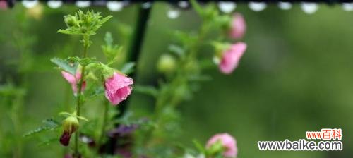 寒冬蕴育的美丽与希望 冬日花开，冰雪之中的生命奇迹