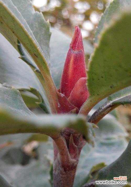 寒冬蕴育的美丽与希望 冬日花开，冰雪之中的生命奇迹