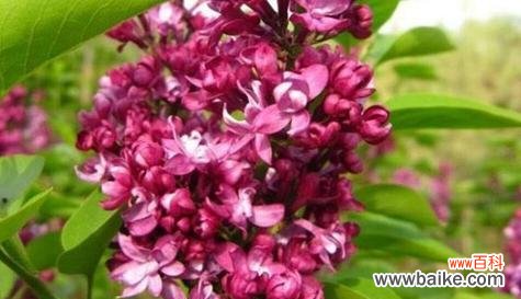 以代表独立自强的花寓意坚强独立为主题的文章 迎风独立,坚强向前