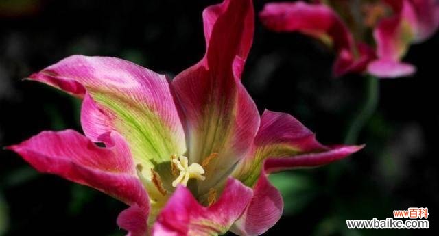 探索花朵背后的毅力和顽强精神 坚韧不拔的花朵