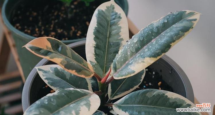 以代表不舍的植物为主题的自然之美 植物中的不舍之美