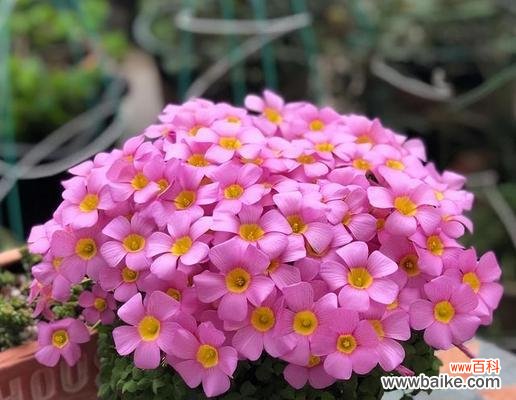 以代表不舍的植物为主题的自然之美 植物中的不舍之美