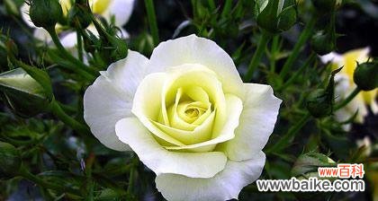 以花为见证 花开纯洁之爱