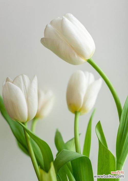 以花为见证 花开纯洁之爱