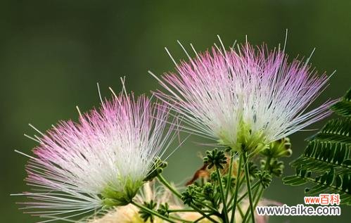 以花为见证 花开纯洁之爱