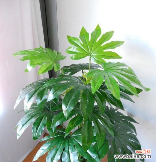 以代表诚信的植物为主题的植物世界之旅 代表诚信的植物——探索自然中的道德化身