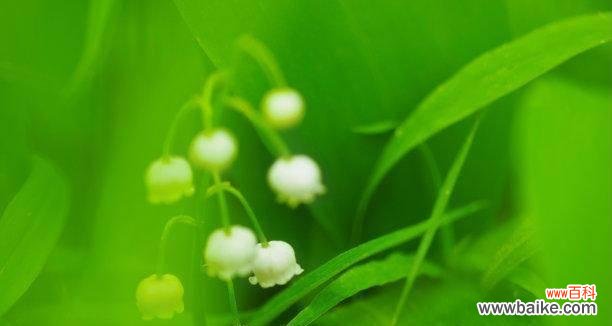 从忠诚之木到爱恋之花 痴情之花