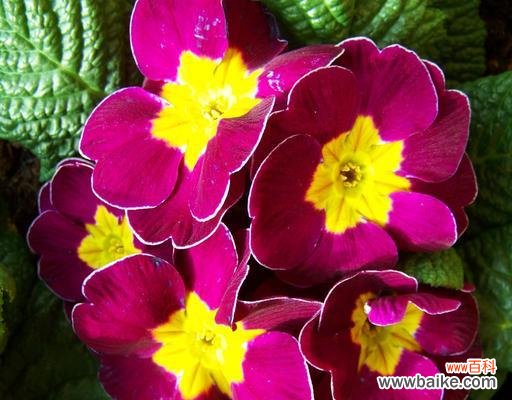 探寻春天的美丽盛景 春天的花海——迎接春天的代表植物花卉