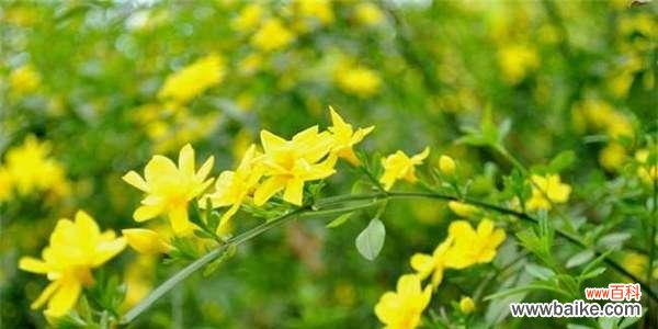 探寻春天的美丽盛景 春天的花海——迎接春天的代表植物花卉