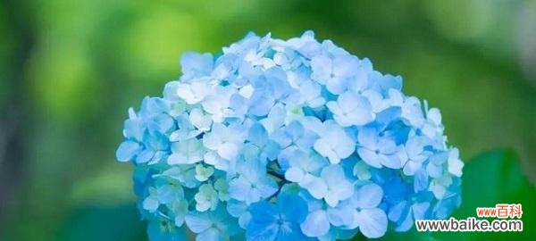 一朵单相思花让我沉醉其中 单相思花开心事深